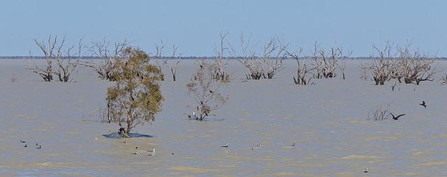 214 Kinchega NP.jpg